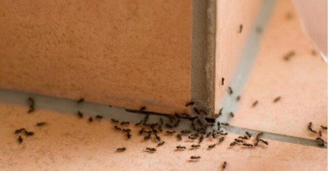 A group of ants gathered in the corner of a tiled floor, showing a common spot for ant infestations site relevant to pest control services.