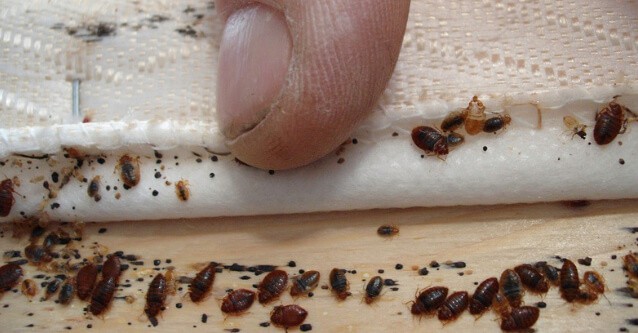 A close up of a finger lifting fabric to show many bed bugs and their droppings on wood, showing signs of a bed bug infestation.
