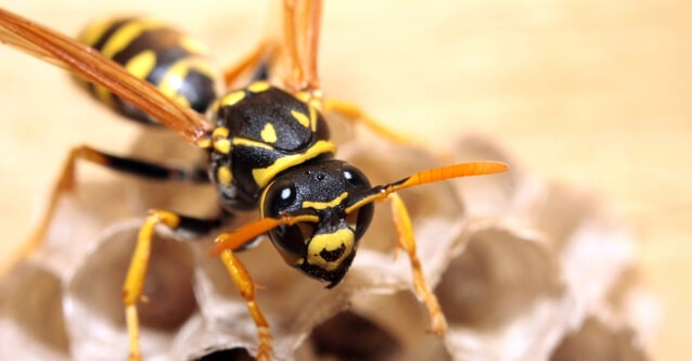 Close up of a yellow jacket wasp on its nest, showing the stinging insect removal services provided by Ultimate Pest Control in Rochester, NY.