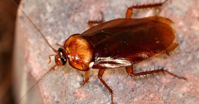 Close up photo of a reddish-brown cockroach on a textured surface, showing the kind of pest extermination services focus on.