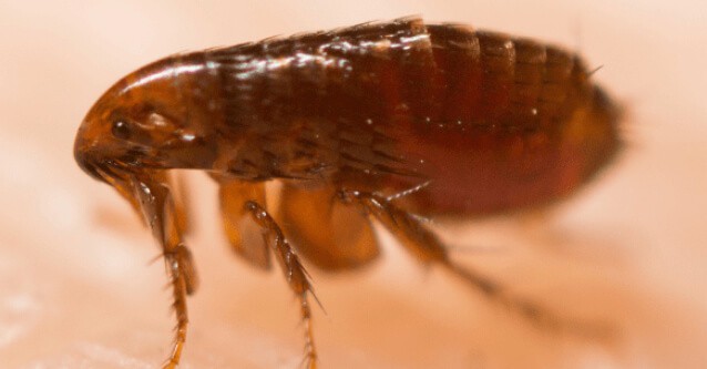 Close up of a reddish brown flea on skin illustrating the pest targeted by Ultimate Pest Control's flea and tick treatment services in Rochester, NY.